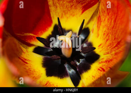 Detaillierte Makro-Ansicht in eine Rot/Orange Tulpe Stockfoto