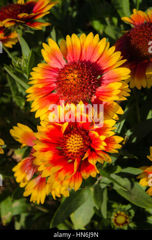 Schönen und bunten indischen/Goblin Decke Blumen Stockfoto