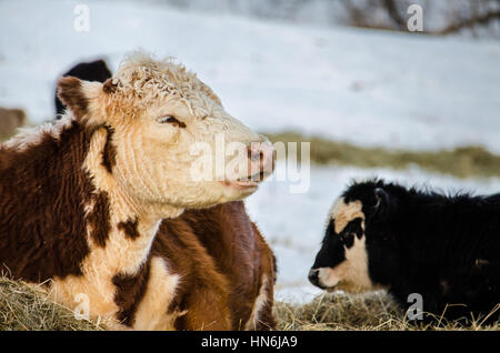 Jersey in schwarz und braun und weiße Kühe essen Heu in einem verschneiten winter Stockfoto