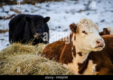 Jersey in schwarz und braun und weiße Kühe essen Heu in einem verschneiten winter Stockfoto