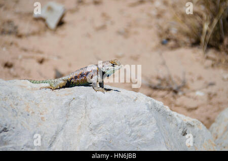 Bunte Mojave-Wüste Iguana ruht auf einem Felsen vor einem sandigen Hintergrund Stockfoto