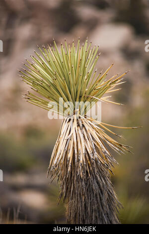 Nahaufnahme von Yucca oder Joshua Tree Werk in Wüste Hintergrund Stockfoto