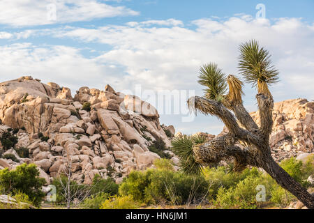 Eine Landschaft Blick auf Felsen mit einem einzigen Joshua Baum im Joshua Tree National Park in Kalifornien Stockfoto