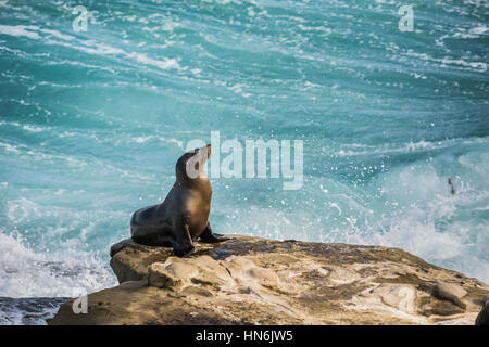 Einheitliche gewölbt und nassen Seelöwen Sonnenbaden auf einer Klippe mit Wellen im Hintergrund in La Jolla Cove, San Diego, Kalifornien Stockfoto