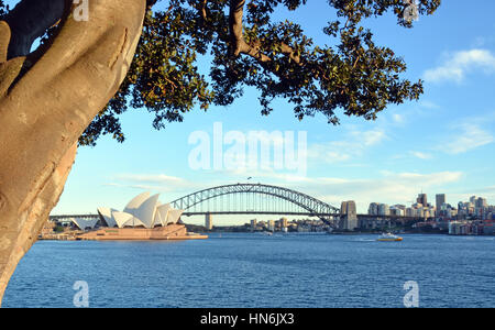 Sydney, Australien - 17. Juli 2014: Blick auf die Sydney Opera House und Harbour Bridge unter einem historischen Moreton Bay Fig Tree. Stockfoto