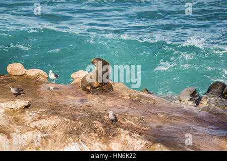 Nass Seelöwen Sonnenbaden mit gewölbten Rücken und drei Möwen auf einer Klippe am Meer in La Jolla Bucht, San Diego, Kalifornien Stockfoto