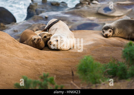 Familie von vier leichte, kleine Seelöwen kuscheln und schlafen in der Sonne an einem steinigen Strand in San Diego, Kalifornien mit Pflanze Vordergrund in La Jolla cov Stockfoto