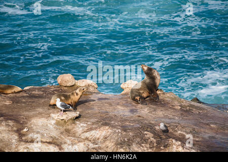 Zwei nasse Seelöwen Sonnenbaden und zwei Möwen auf einer Klippe am Meer in La Jolla Bucht, San Diego, Kalifornien Stockfoto