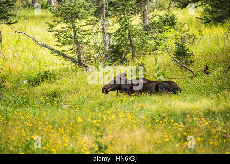 Elch erholsamen Sommer gelbe Wildblumen in einem Kiefernwald in Albion Becken von Salt Lake City, Utah Stockfoto