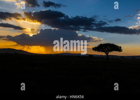 SERENGETI-Baum-Silhouette mit afrikanischen Sonnenuntergang in Serengeti Nationalpark, Tansania, Afrika Stockfoto