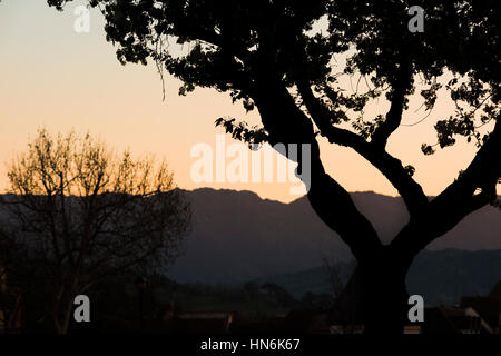 Silhouette der Baum bei Sonnenuntergang im niederländischen Dorf Solvang, Kalifornien und Umgebung: Stockfoto