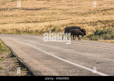 Eine weibliche Bison mit ihrem Kalb überqueren Sie die Straße beim grasen in der Nähe von großen Salzsee in Utah, USA. Stockfoto