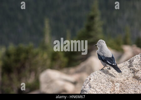 Ein Clark Nussknacker Vogel in den Rocky Mountains in Colorado mit Pinien im Hintergrund Stockfoto