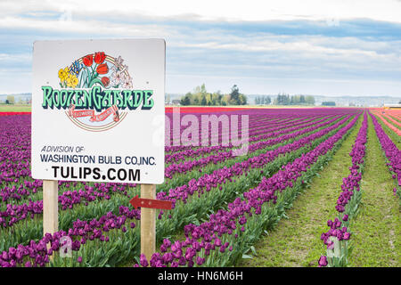 Mount Vernon, USA - 6. April 2016: Roozengarde Schild am Skagit Tulip Festival mit violetten und roten Felder im US-Bundesstaat Washington Stockfoto