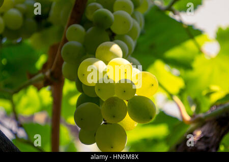 Nahaufnahme des grünen Weintraube Stockfoto