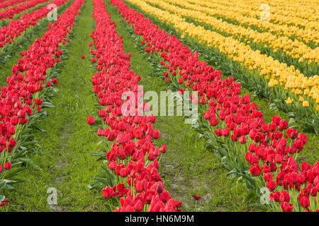Reihen von geschlossenen rote und gelbe Tulpen in einem Feld Stockfoto