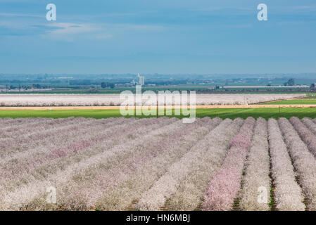 Mandel Farm im Norden Kaliforniens mit vielen Bäumen mit rosa Blüten im Frühjahr blühen Stockfoto