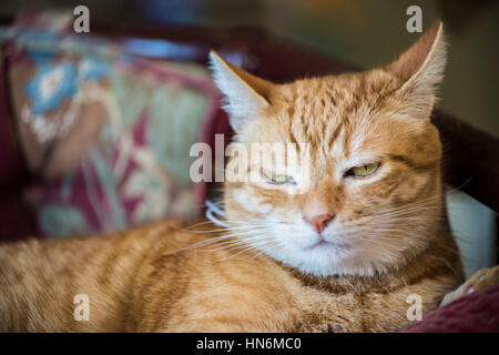 Nahaufnahme von verärgert oder schläfrig Orange Tabby Kater mit Hälfte geschlossen, grüne Augen und Ohren zurück auf lila Stuhl liegend Stockfoto