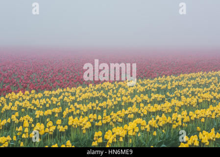 Rote und gelbe Tulpenfelder im frühen Morgennebel Stockfoto