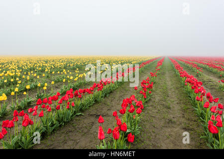 Reihen von gelben und roten Tulpen Feld mit nebligen nebligen Morgen bei bedecktem Wetter und nassen schlammigen Dreck Stockfoto