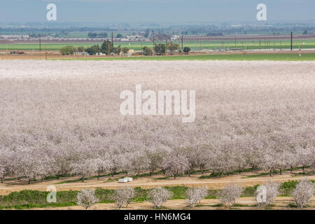 Mandel Farm im Norden Kaliforniens mit vielen Bäumen mit rosa Blüten im Frühjahr blühen Stockfoto