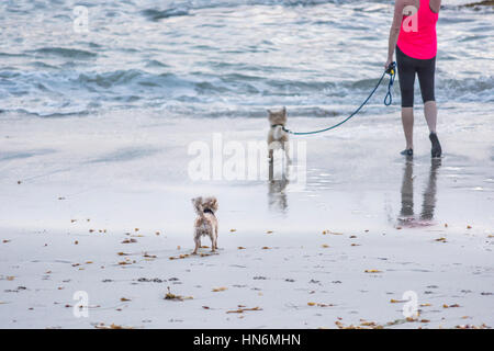 Zwei kleine flauschige Terrier Hunde Blick auf Pazifischen Ozean mit Besitzer von hinten in Kalifornien Stockfoto