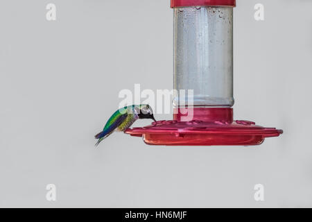 Isolierte grünen Kolibri Trinken Nektar aus roten Feeder auf weißen Hintergrund Stockfoto