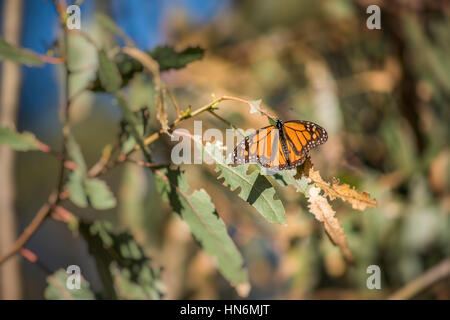 Orange Monarchfalter auf Eukalyptus-Baum Blätter in Pismo Beach, Kalifornien Stockfoto