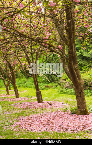 Blühende Sakura Blüte Baumreihe mit gefallenen rosa Blüten und Eichhörnchen im Frühling Stockfoto