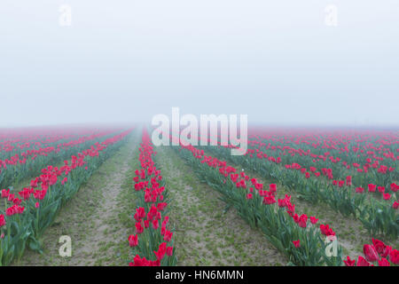 Viele Reihen von roten Tulpen bei nebligen Morgen Nebel trüben Regenwetter im Feld Stockfoto