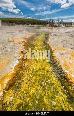 Grüne Bakterien Thermalbad oder Stream im Norris-Geysir-Becken im Yellowstone-Nationalpark Stockfoto