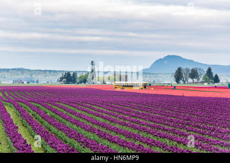 Mt Vernon, USA - 6. April 2016: Reihen von rot und lila Tulpen Feld mit Schulbus und Menschen in Morgenwolken Stockfoto