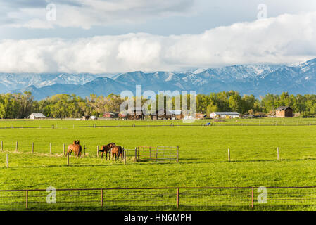 Zwei Pferd Paare interagieren in ländlichen Bauernhof mit Berge und Wolken in Montana Stockfoto