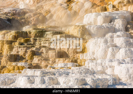 Mammoth Hot Springs Travertin Terrassen im Yellowstone National Park mit Dampf und Schritt Stockfoto