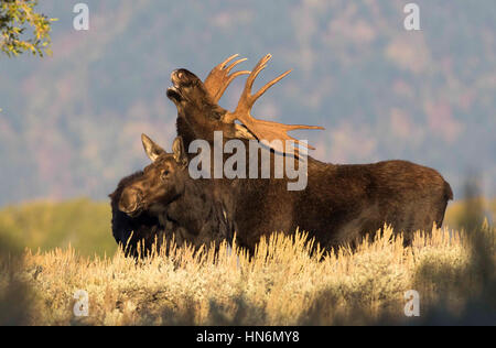 Flehmen Antwort von Stier Elch Kuh Elch in der Mitte der Brunft im Herbst Stockfoto