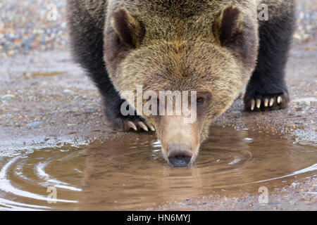 Grizzly Bear aus Pfütze in der Nähe von Straßenrand trinken Stockfoto