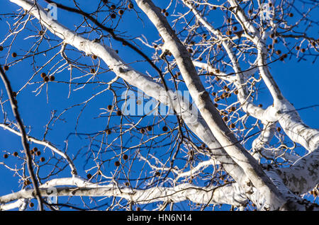 Weiße Rinde amerikanische Platane (Platanus Occidentalis) mit stacheligen Früchte im Winter gegen blauen Himmel Stockfoto