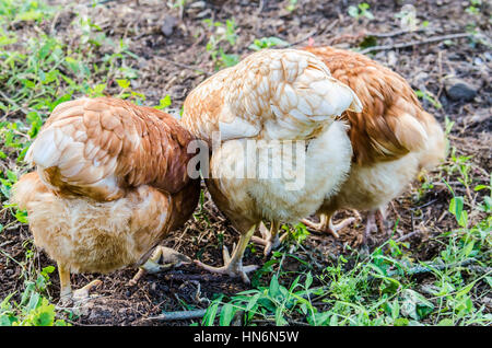 Drei Hühner bäumt von hinten in den Boden graben und Essen Stockfoto