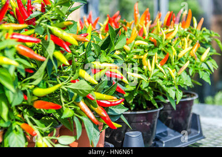 Eingemachte Paprika Pflanzen mit roten und gelben Farbe Chilis am Bauernmarkt Stockfoto