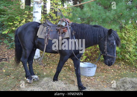 Deutsche Kavallerie Pferd, WW2 Reenactment, Massachusetts, U.S.A. Stockfoto