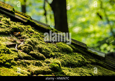 Moos im Sonnenlicht wachsen auf hölzernen Dachschindeln grün Stockfoto