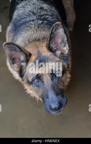 Closeup Portrait von Deutscher Schäferhund Hund Gesicht im Wasser nach oben Stockfoto