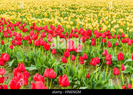 Nahaufnahme von Reihen von geschlossenen rote und gelbe Tulpen in einem Feld Stockfoto