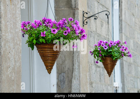 Lila Blume Töpfe Kegel im Stadtgebiet hängen Stockfoto