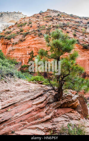 Sicht des Zion National Park aus Beobachtung point Trail mit kleinen Kiefer wächst von rock Stockfoto