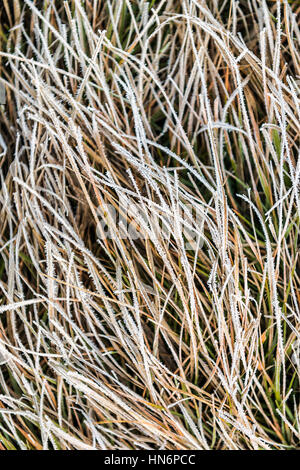 Eisiger Frost auf Trockenrasen groß Stockfoto