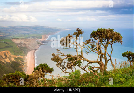 Eine knorrige immergrüner Baum entlang einer Klippe mit Blick auf den Atlantischen Ozean auf der South West Coast Path in Dorset, England. Stockfoto