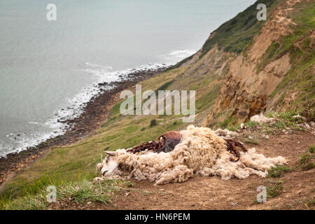 Ein totes Schaf (Ovis Aries) Verlegung auf einer Klippe auf der South West Coast Path in Dorset, England. Stockfoto