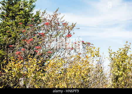 Rowan Berry Baum mit roten Vogelbeeren wachsen im Herbst gegen blauen Himmel auf Berg in West Virginia Stockfoto