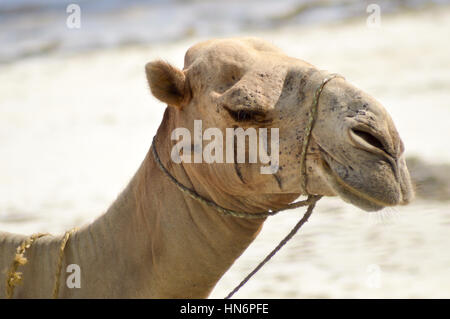 Leiter der ein Dromedar mit dem Ozean im Hintergrund auf den Strand von Bamburi in Kenia Stockfoto